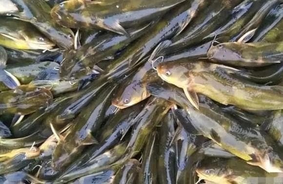 Cá trê có tính mát, thịt mềm, thơm, ít xương dăm, giàu đạm dễ tiêu và nhiều vitamin, khoáng chất như vitamin D, B12, canxi, phốt pho, sắt… giúp bổ máu, tốt cho xương khớp và phục hồi sức khỏe.