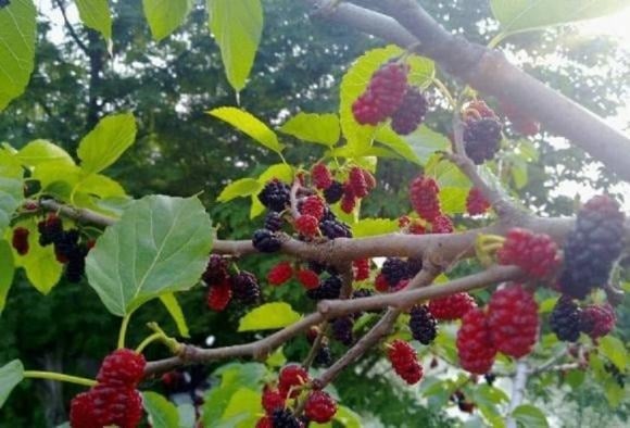  Trong văn hóa cổ đại, dâu tằm gắn liền với tang lễ: lá dâu là thức ăn của tằm, tơ tằm lại được dùng làm vải may đồ tang. 