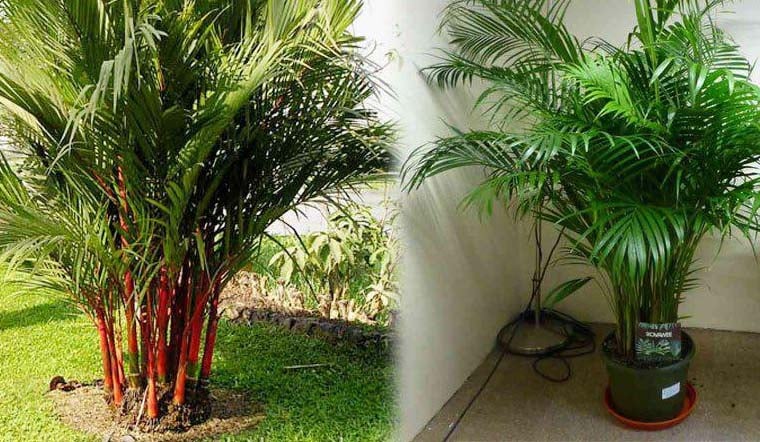 TRồng cau cảnh và dừa cảnh tăng cường dương khí, giảm âm khí mang đến may mắn, giúp công việc làm ăn của gia chủ thêm thuận lợi, thuận buồm xuôi gió, phát tài lộc.