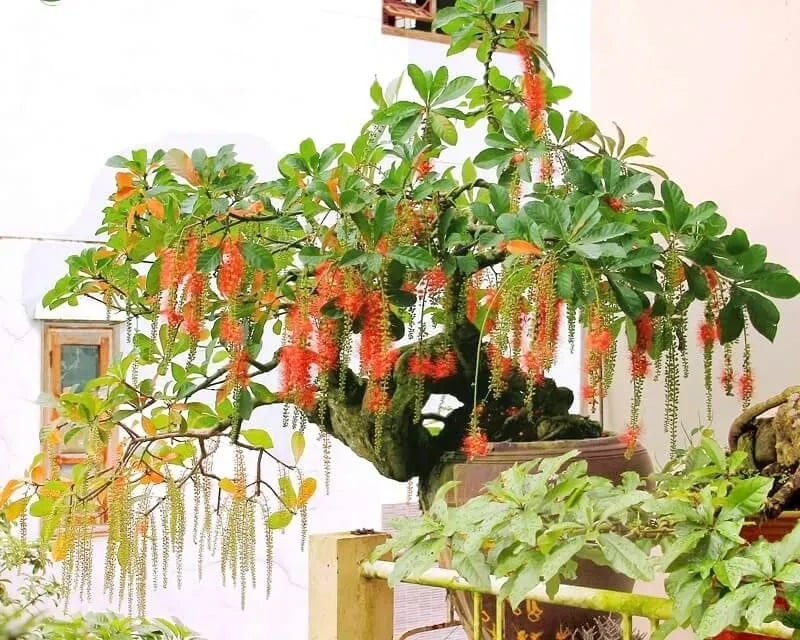 Cây lộc vừng được coi là loại cây giúp mang đến nhiều may mắn, tài lộc và sự thịnh vượng cho gia chủ.