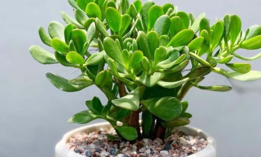 Cây ngọc bích mang lại tài vận dồi dào và mang đến cả sức khỏe và may mắn cho gia  chủ... (Ảnh minh họa)