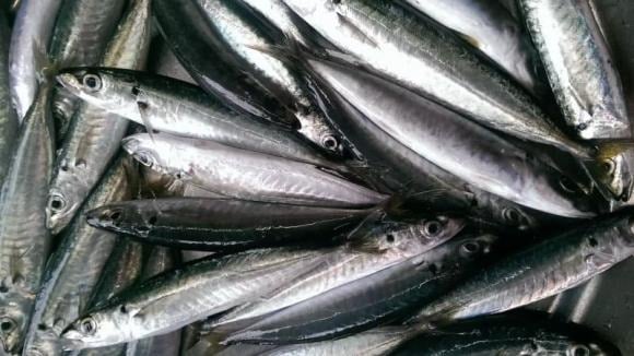 Nguồn omega-3 và chất béo không bão hòa trong cá nục có tác dụng cải thiện độ đàn hồi thành mạch, điều hòa huyết áp và ngăn ngừa sự hình thành cục máu đông.
