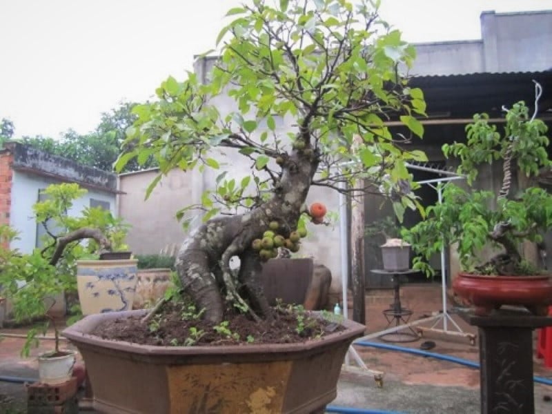 Cây sung mini còn được coi là cây “đón tài lộc” theo quan niệm phong thủy, giúp thu hút vận may, cân bằng âm dương, giữ vững sự thịnh vượng cho gia đình.