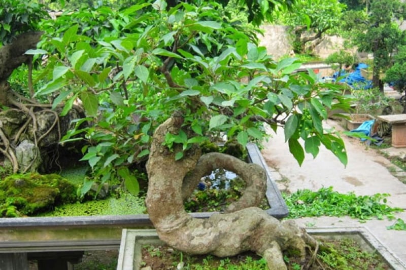 Khi tạo dáng theo phong cách bonsai mini, cây sung trở thành một tác phẩm nghệ thuật sống đầy mê hoặc.