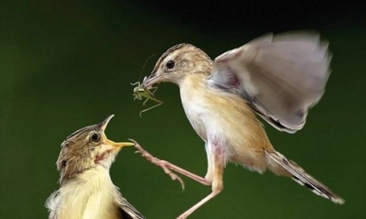Những người có ngày sinh âm lịch kết thúc bằng số 5 được cho là cuộc đời hưởng vận số tốt lành. (Ảnh minh họa)