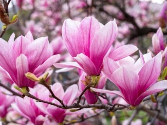 Người xưa tin rằng, trồng mộc lan trước cửa nhà sẽ mang lại may mắn trong kinh doanh và thu hút tài lộc.