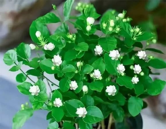 Hoa nhài và bạc hà là những lựa chọn phổ biến, vừa dễ chăm sóc vừa mang lại lợi ích cho giấc ngủ. 