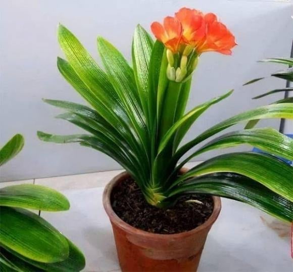Phòng sách là không gian học tập và làm việc, vì vậy những loại cây thanh thoát, tươi mát sẽ giúp tinh thần tỉnh táo, tập trung hơn. 
