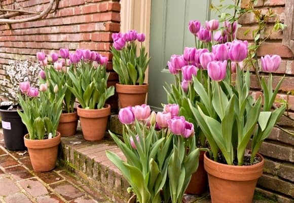 Hoa tulip vốn nổi tiếng với vẻ đẹp quyến rũ và sắc màu đa dạng, thường được nhiều gia đình ưa chuộng để trang trí không gian sống.