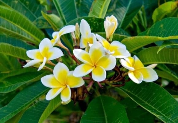 Hoa đại có hương thơm dịu nhẹ, màu sắc thanh nhã, thường xuất hiện ở chùa chiền, lăng tẩm để tạo cảm giác an yên.