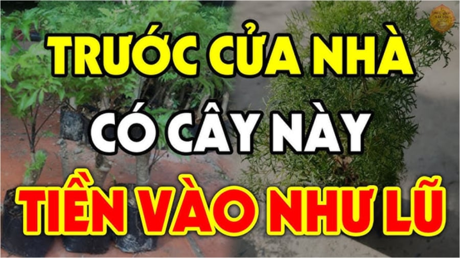 3 loại cây trồng tiền vào như nước