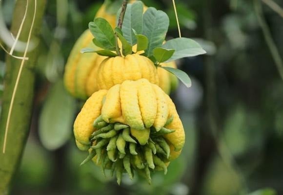 Phật thủ nổi bật với hình dáng độc đáo, giống bàn tay Phật đang ban phúc, trở thành biểu tượng tâm linh của bình an và trường thọ.