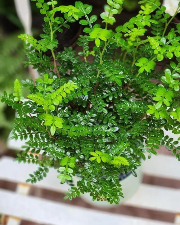 Thanh hương mộc, đúng như tên gọi, là loài cây tỏa hương thanh khiết, cay nhẹ và bền lâu, được ví như 