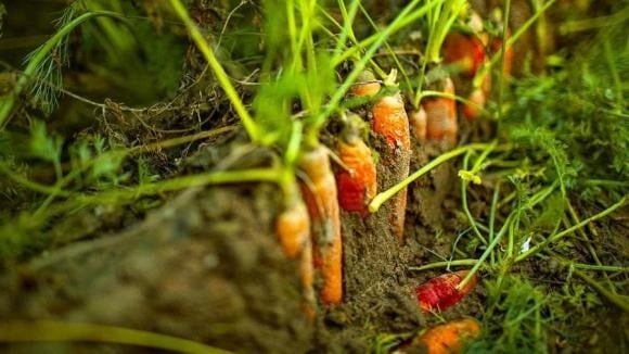 Hiện các nghiên cứu về tác động của vi nhựa lên sức khỏe vẫn chưa rõ ràng. 