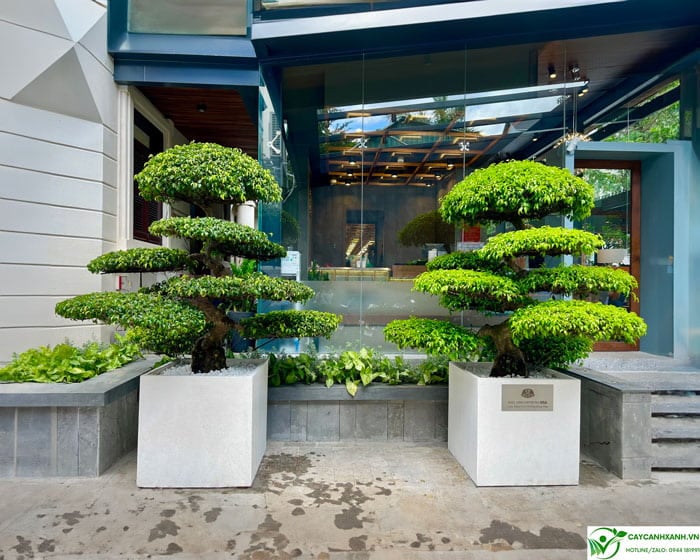 Cây sanh phong thủy đứng hai bên mang lại sự cân đối