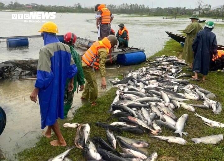 Thiệt hại ước tính từ vụ cá chết lên đến khoảng 1 tỷ đồng.    