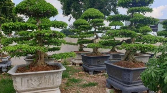 Theo phong thủy, cây sanh thuộc hành Mộc, đại diện cho sự phát triển và nuôi dưỡng.