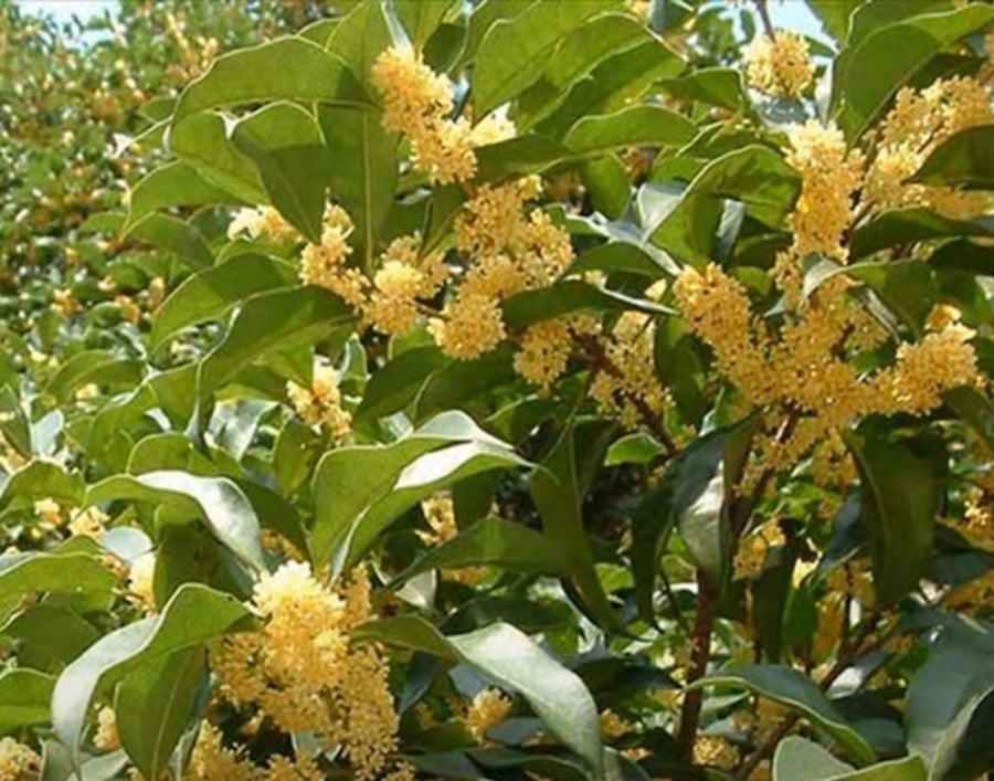  Trồng 1 cây mộc hương, phúc lộc 3 đời