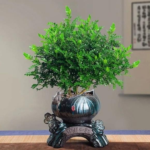  Đúng như tên gọi, thanh hương mộc lan tỏa mùi hương thanh khiết, cay dịu và bền lâu, được ví như “nước hoa tự nhiên” trong không gian sống của giới thượng lưu.