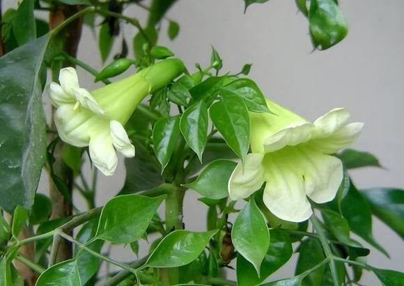 Đúng như tên gọi, cây hạnh phúc tượng trưng cho sự bình yên và tình cảm ấm áp.