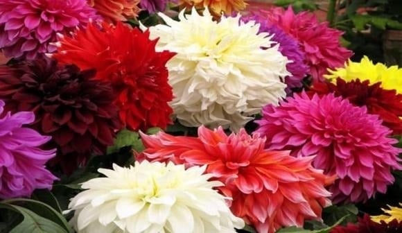 Thược dược rực rỡ, nở lâu và thường xuất hiện trong dịp Tết, được coi là biểu tượng của may mắn, hạnh phúc và sung túc. 