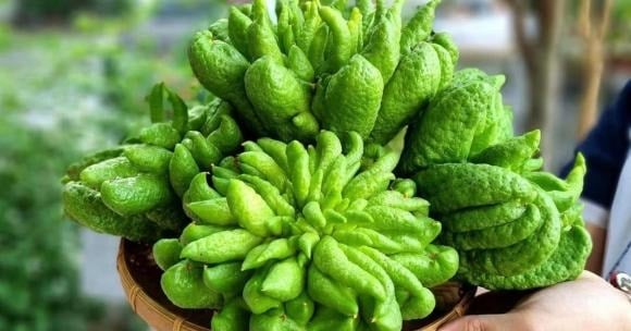 Mang hình dáng tựa bàn tay Phật đang ban phúc, phật thủ từ lâu đã được xem như biểu tượng của sự bình an và may mắn.