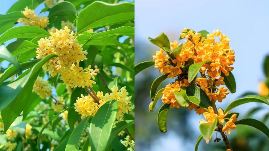 Cây mộc hương có ý nghĩa tốt trong phong thủy, mang lại may mắn cho gia đình.