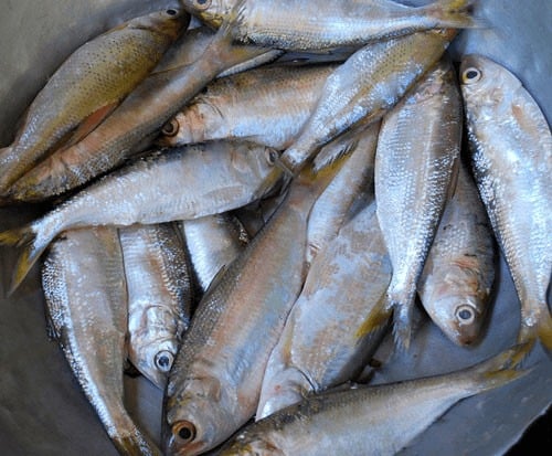 Cá mòi được đánh giá là một trong những loại cá giàu omega-3 bậc nhất, với khoảng 1,463g omega-3 trong mỗi khẩu phần 150g.