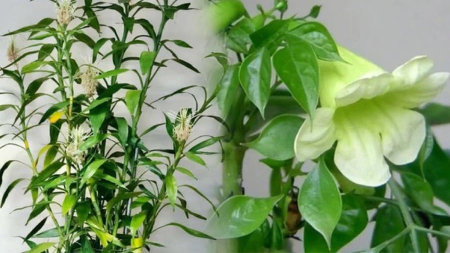 6 cây này nở hoa, gia chủ không Giàu cũng Phú, dễ thăng quan phát tài