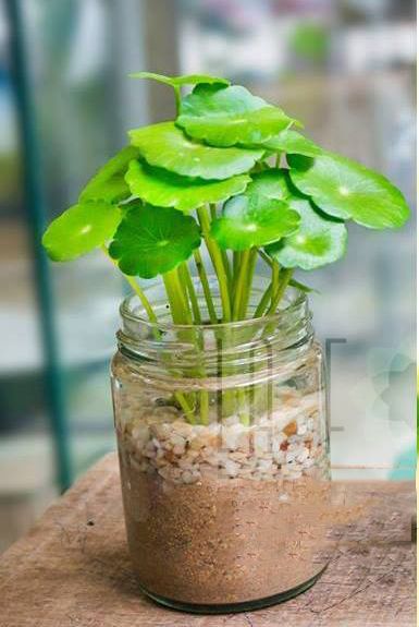 Cỏ đồng tiền ra hoa trông xấu hơn