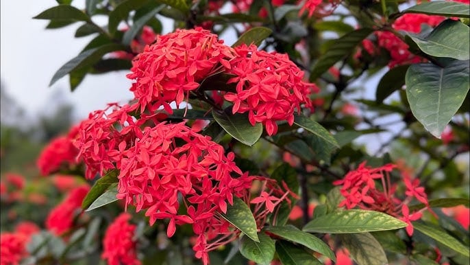 Mẫu Đơn – Hoa của quý nhân, lộc đến bất ngờ    
