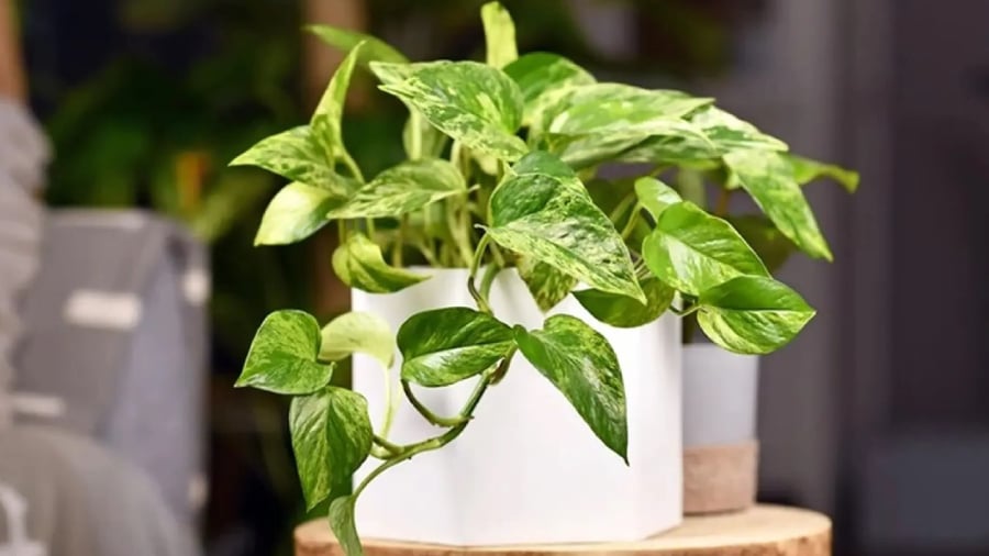 Cây trầu bà mang ý nghĩa tốt trong phong thủy.