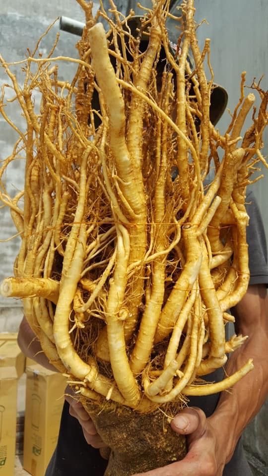 Đinh lăng từ 3 năm tuổi mới có thể thu hoạch