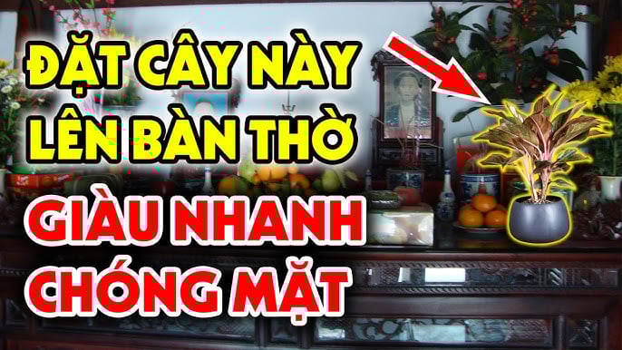 Đặt cây phong thủy lên bàn thờ mang tới may mắn