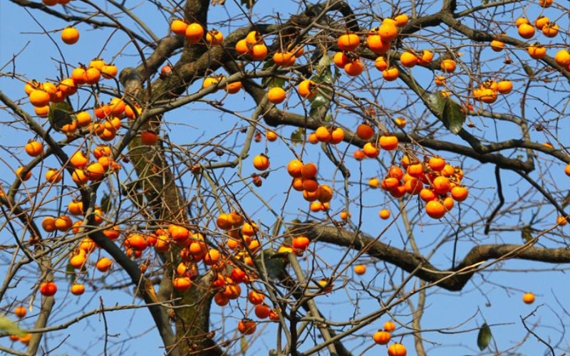 cây nên trồng trước nhà 