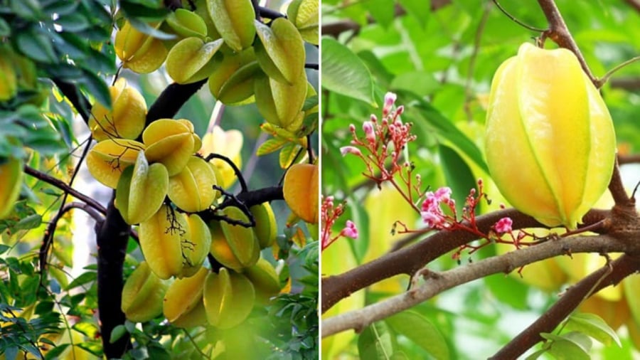 Cây khế trồng trước nhà may mắn 