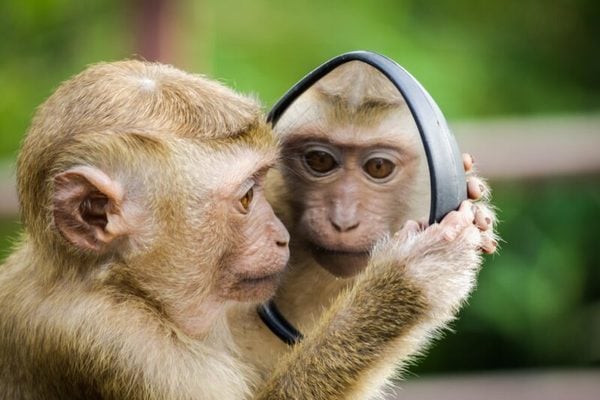 Tuổi Thân – Trí Tuệ Gặp Thời, Cơ Hội Không Ngừng Gõ Cửa    