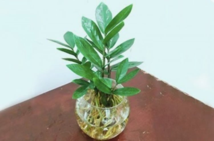 Cây kim tiền thủy sinh