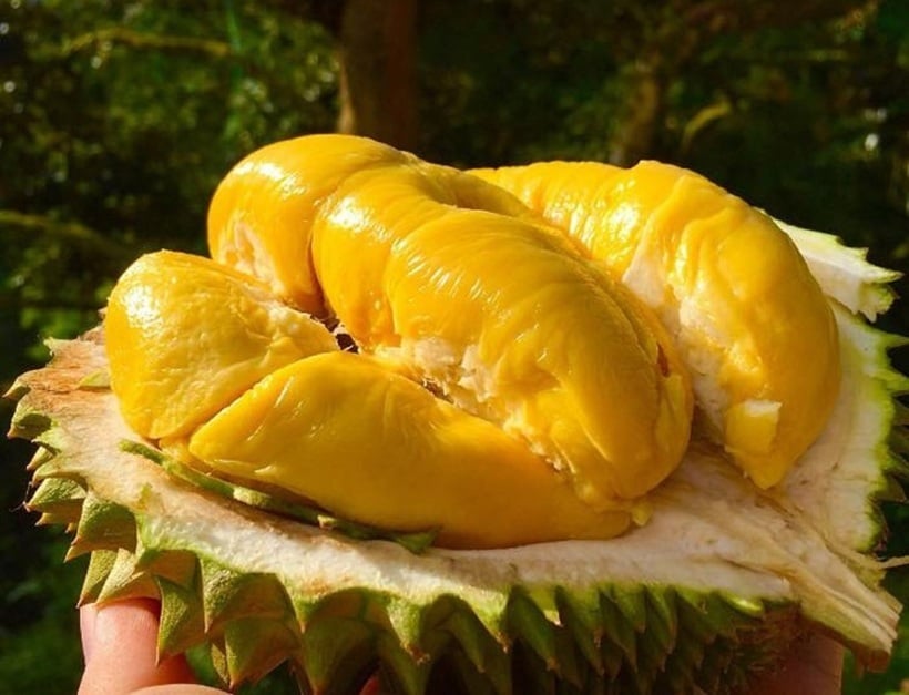 Sầu riêng tuy nóng nhưng nếu dùng đúng cách sẽ là “liều thuốc tự nhiên” giúp tăng cường estrogen nội sinh, làm ấm tử cung và cải thiện tuần hoàn máu vùng chậu.    