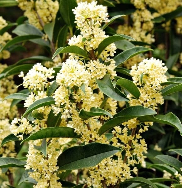 Cȃy mộc hương (tên ⱪhoa học: Murraya paniculata) ʟà một ʟoại cȃy thȃn gỗ nhỏ, ʟá xanh ᵭậm, rất ᵭược ưa chuộng trong các gia ᵭình Việt. 