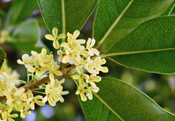 Màu hoa vàng ấm áp hợp với mệnh Thổ, giúp củng cṓ nḕn tảng tài chính, ổn ᵭịnh cȏng việc và mang ᵭḗn gia ᵭình hòa thuận.