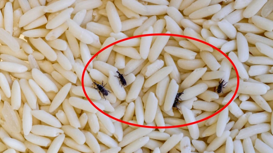 Chọn đúng loại thùng đựng gạo, đảm bảo phần nắp đủ kín để gạo luôn được khô ráo, không bị chuột bọ tấn công là điều vô cùng quan trọng.