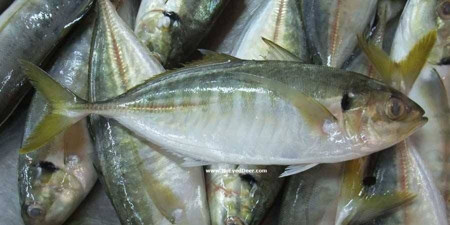 Chọn cá tươi – bước đầu quan trọng nhất    