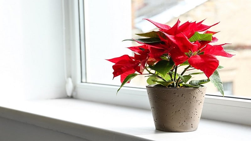 Cây trạng nguyên, nếu tiếp xúc với da sẽ gây ra các hiện tượng dị ứng.