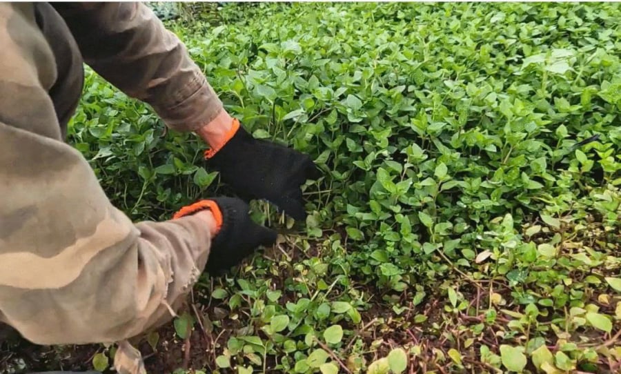 Rau lỗ bình là cây thân thảo, mọc tự nhiên hoặc được trồng ở nhiều tỉnh, thành nhất là ở Lâm Đồng. Thân và ngọn, lá non được sử dụng làm thức ăn. (Ảnh: Minh Nguyễn Huy)
