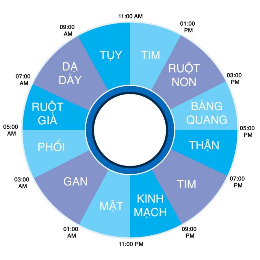 Thời gian đẻ dưỡng sinh từng bộ phận trong cơ thể