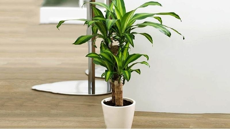 Cây cối không chỉ làm đẹp không gian sống mà còn giúp con người hòa hợp với tự nhiên. Ảnh minh họa