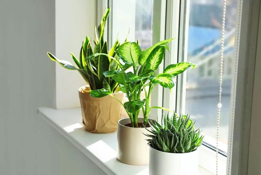Theo quan niệm phong thủy, cây xanh còn là biểu tượng của sự sinh sôi và phát đạt. Ảnh minh họa