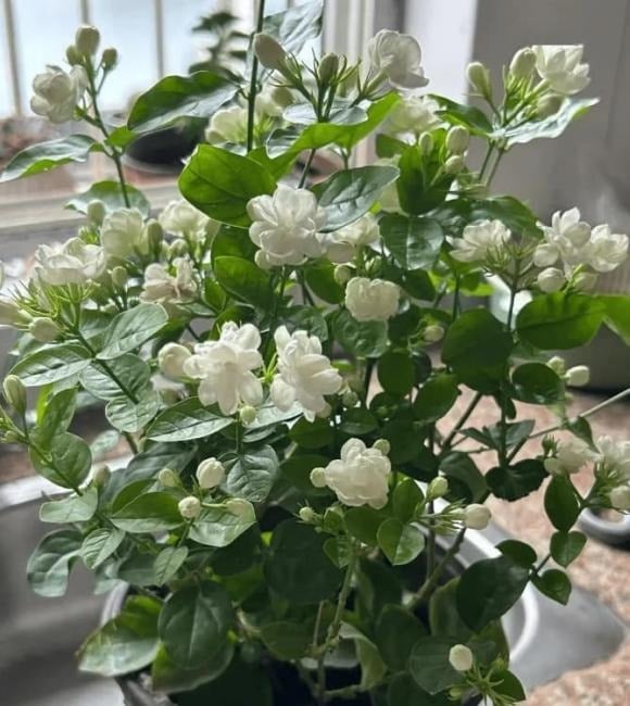 Hoa Nhài là loài hoa được nhiều người yêu thích bởi hương thơm ngọt ngào và thanh khiết, thường được dùng để làm trà hoặc tạo mùi hương dễ chịu cho không gian sống.    