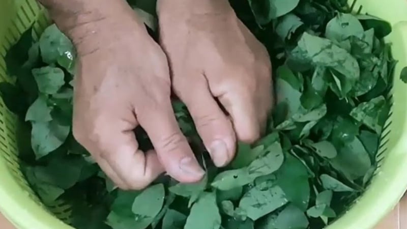 Tài sao bạn nên vò rau ngót trước khi nấu?